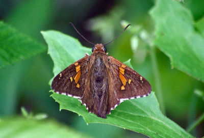 Silver-spotted Skipper