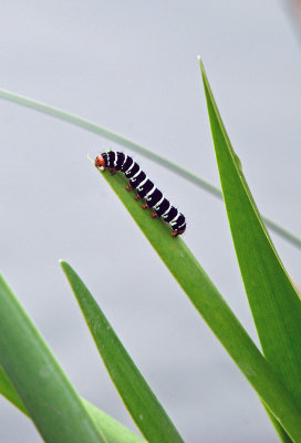 Convict Caterpillar (Xanthopastis timais)