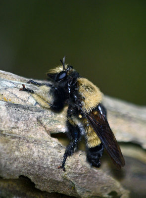 Laphria macquarti