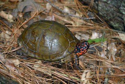 Three-toed Box Turtle