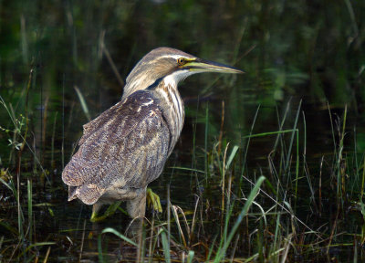 American Bittern