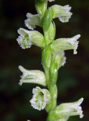 Woodland Ladies' Tresses (Spiranthes sylvatica )