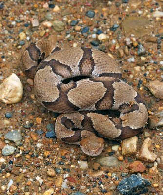 Southern Copperhead