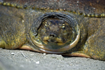 Pallid Spiny Softshell