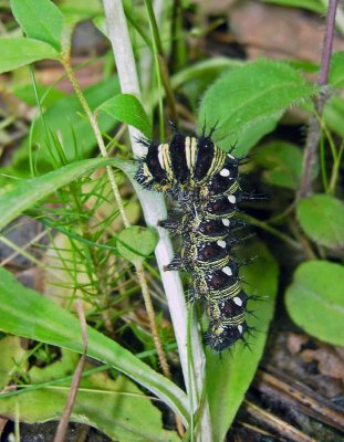 American Lady Caterpillar