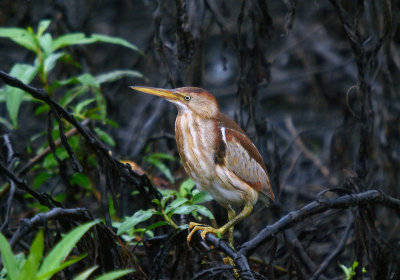 Least Bittern