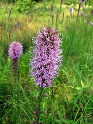 Prairie Blazing Star (Liatris pycnostachya)