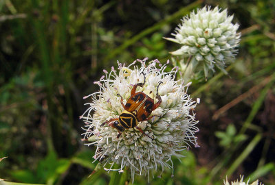 Delta Flower Scarab