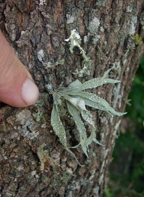 Cartilage Lichen (Ramalina celastri)