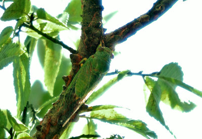 Cotton-green Cicada (Okanagana viridis)