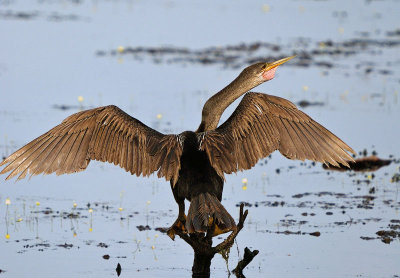 Anhinga