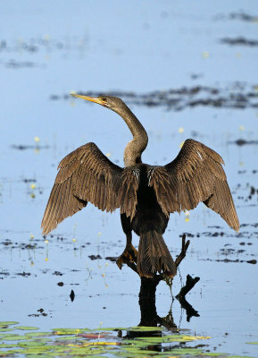 Anhinga