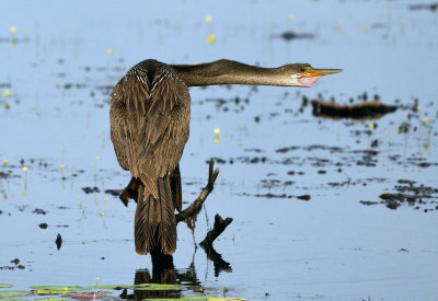 Anhinga