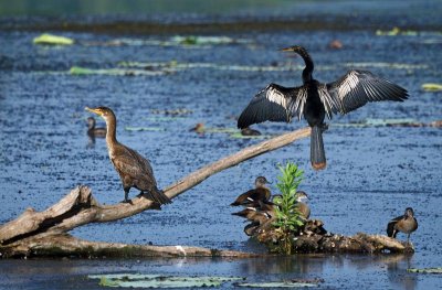 Anhinga and Double-crested Cormorant