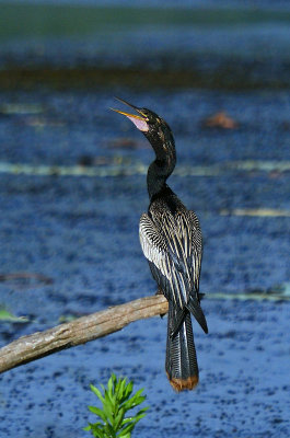Anhinga
