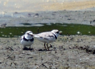 Piping Plovers