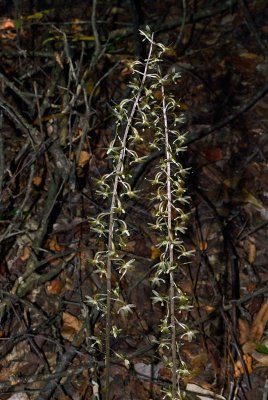 Cranefly Orchids