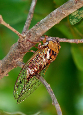 Western Dusk Singing Cicada (Megatibicen resh)