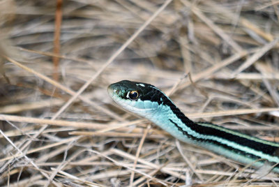 Orange-striped Ribbon Snake