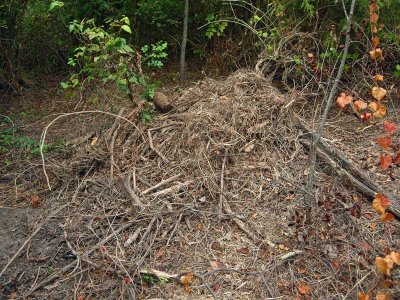 Alligator Nest