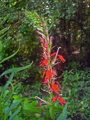 Cardinal Flower