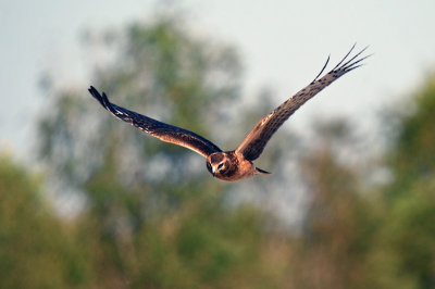 Northern Harrier