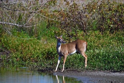 White-tailed Deer yearling
