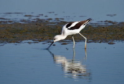 American Avocet