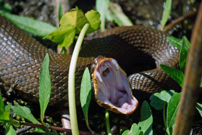 Western Cottonmouth