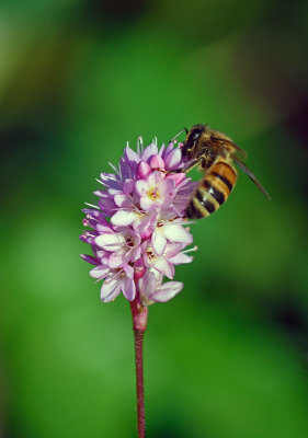 Honeybee on Pennsylvania Smartweed