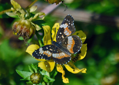 Bordered Patch