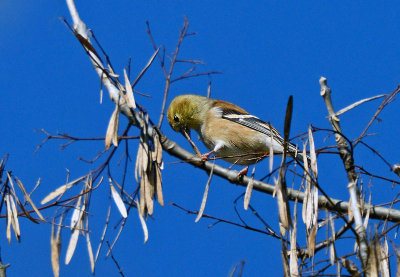 American Goldfinch