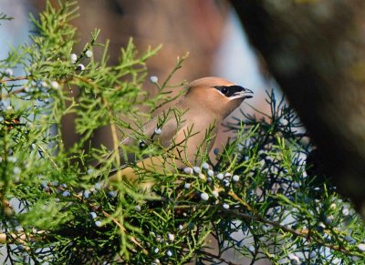 Cedar Waxwing