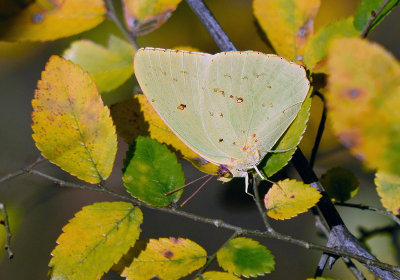 Cloudless Sulphur