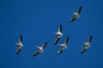 White Pelicans