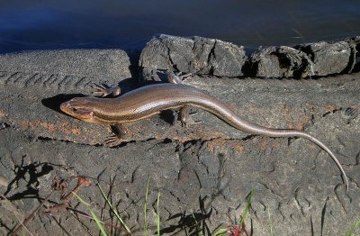 Broad-headed Skink