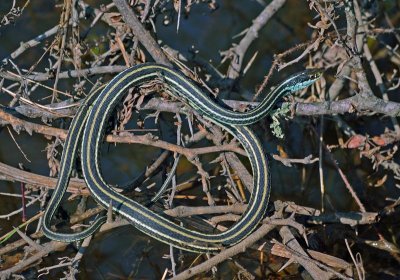 Orange-striped Ribbon Snake