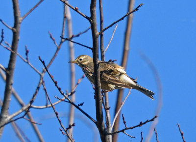 American Pipit