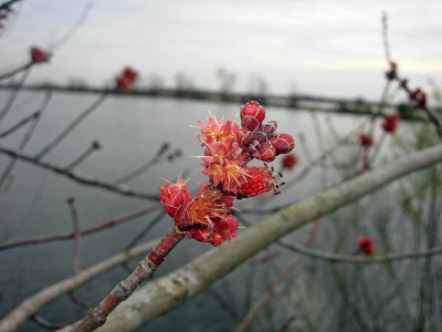 Red Maple Bloom