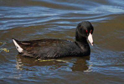 American Coots