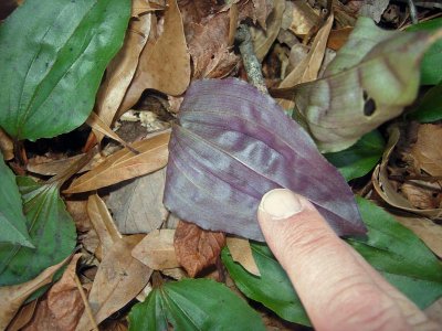 Cranefly Orchid Leaf
