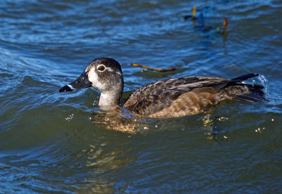 Ring-necked Duck