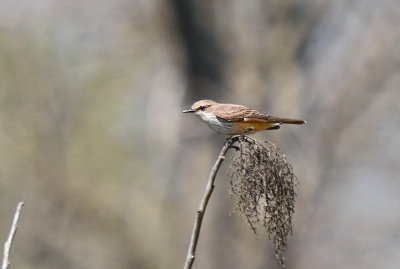 Vermilion Flycatcher