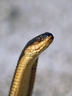 Graham's Crayfish Snake