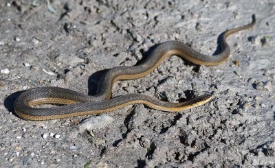 Graham's Crayfish Snake