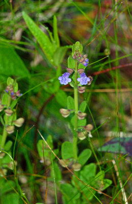 Scutellaria parvula