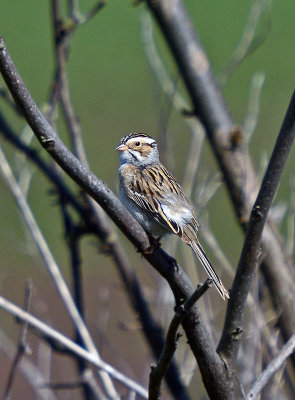 Clay-colored Sparrow