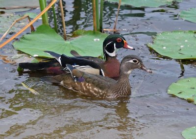 Wood Ducks