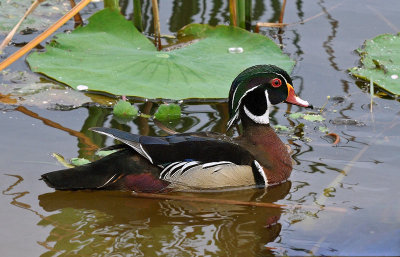 Wood Duck