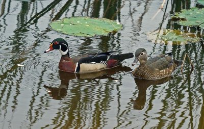 Wood Ducks